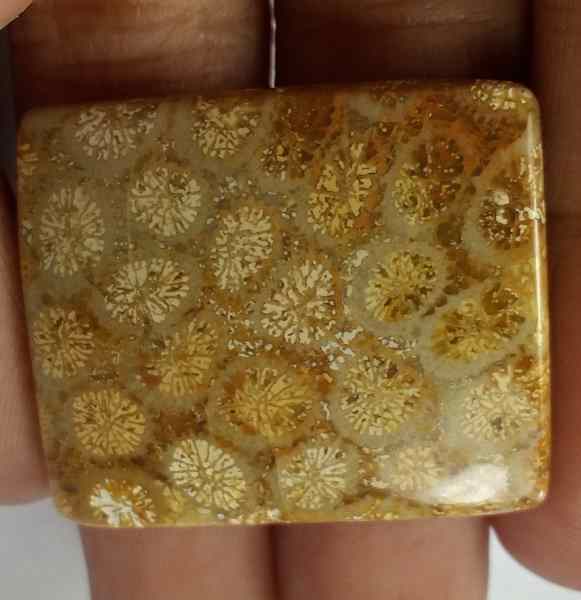 32.25 Carats Fossil Coral 29.45 x 24.58 x 4.75 mm