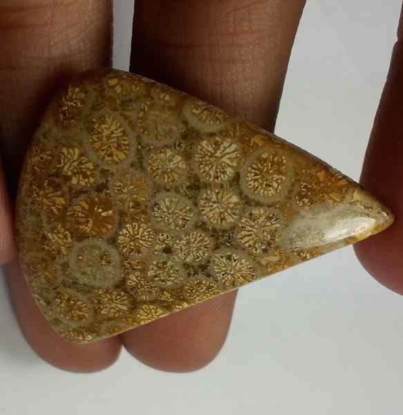 25.1 Carats Fossil Coral 35.86 x 28.36 x 3.81 mm