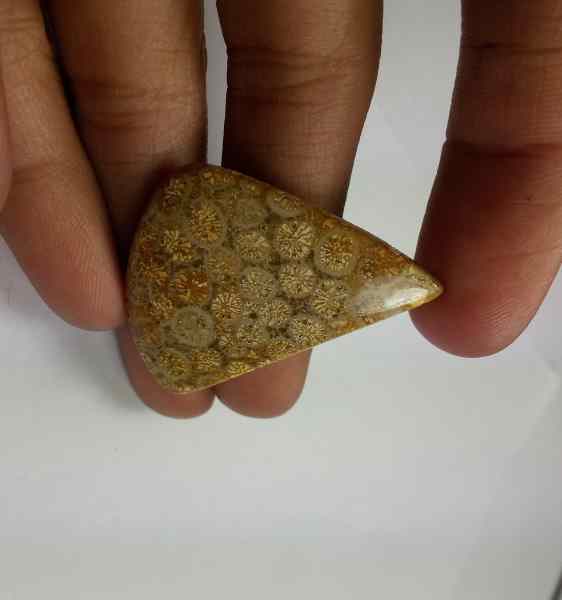 25.1 Carats Fossil Coral 35.86 x 28.36 x 3.81 mm