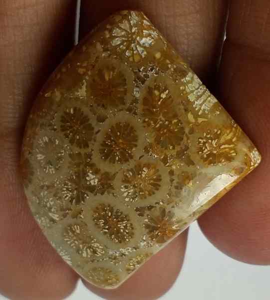 22.95 Carats Fossil Coral 22.87 x 20.85 x 5.34 mm