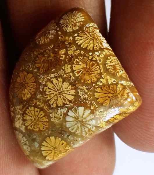 14.75 Carats Fossil Coral 18.64 x 17.04 x 5.91 mm