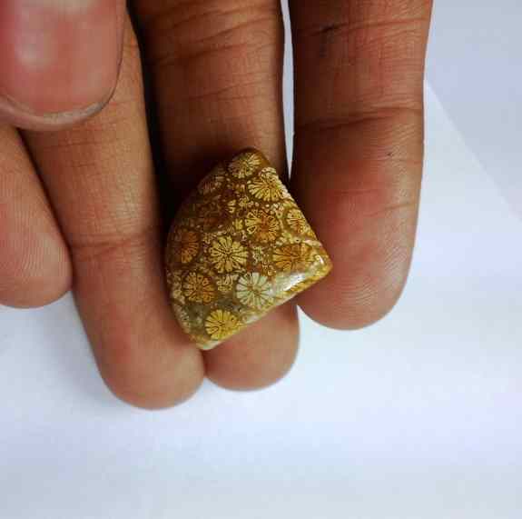 14.75 Carats Fossil Coral 18.64 x 17.04 x 5.91 mm