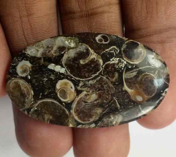 32.05 Carats Turritella Fossil 39.35 x 23.05 x 4.63 mm