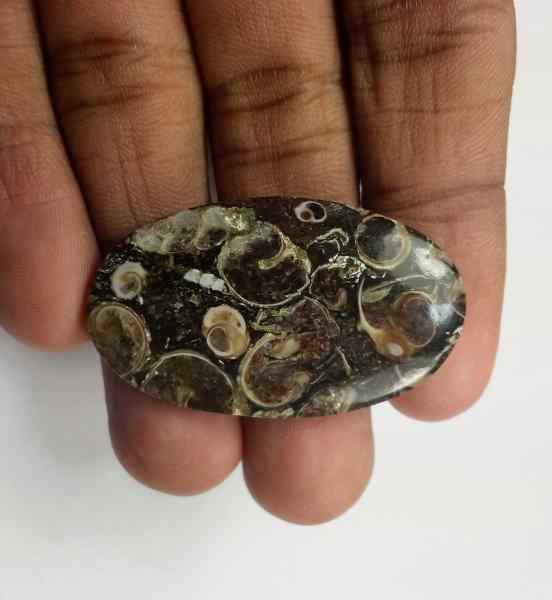 32.05 Carats Turritella Fossil 39.35 x 23.05 x 4.63 mm