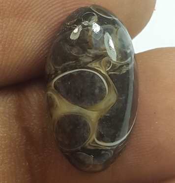 8.49 Carats Tutela Fossil 18.60 x 10.45 x 5.78 mm