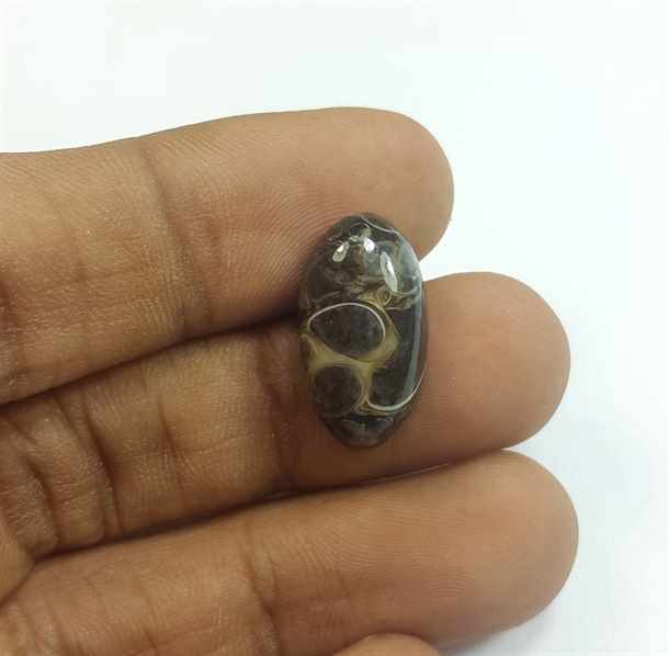 8.49 Carats Tutela Fossil 18.60 x 10.45 x 5.78 mm