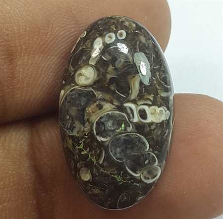 10.67 Carats Tutela Fossil 21.34 x 12.78 x 5.12 mm