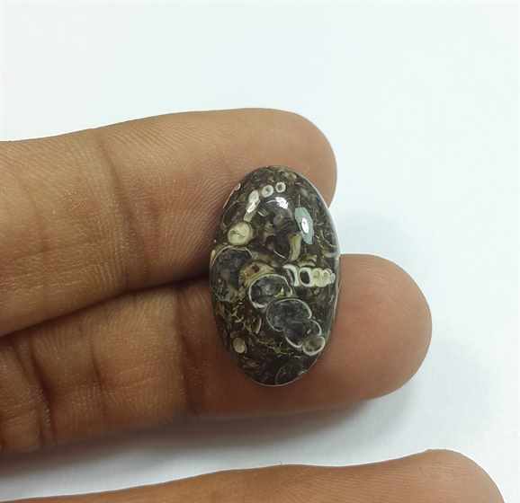 10.67 Carats Tutela Fossil 21.34 x 12.78 x 5.12 mm