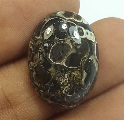 12.46 Carats Tutela Fossil 21.67 x 15.65 x 5.19 mm
