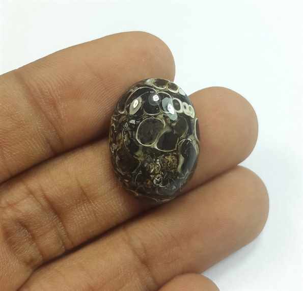 12.46 Carats Tutela Fossil 21.67 x 15.65 x 5.19 mm