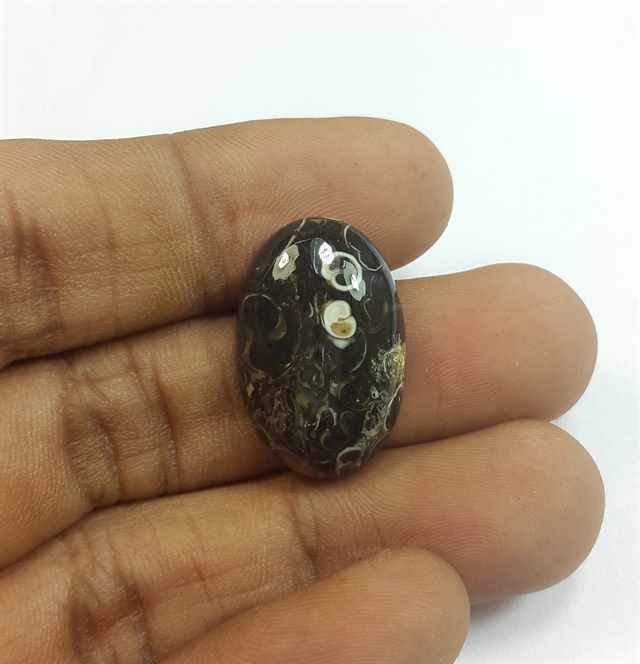 15.77 Carats Tutela Fossil 22.71 x 14.86 x 6.06 mm
