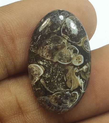 10.07 Carats Tutela Fossil 24.27 x 14.89 x 3.84 mm