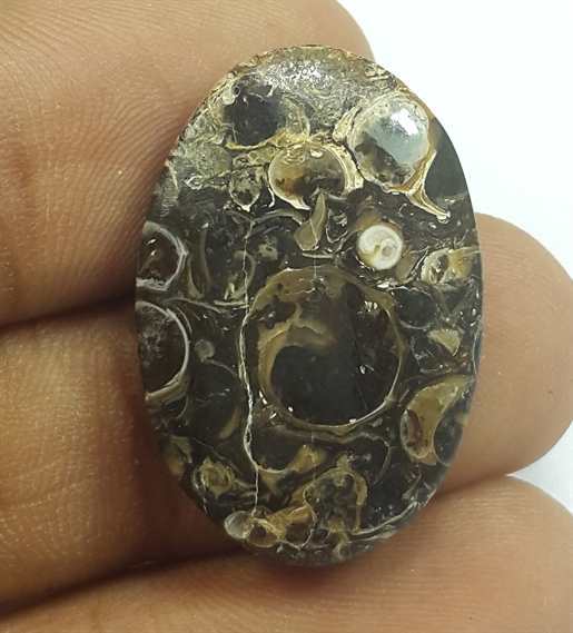 17.74 Carats Tutela Fossil 26.08 x 17.50 x 4.73 mm