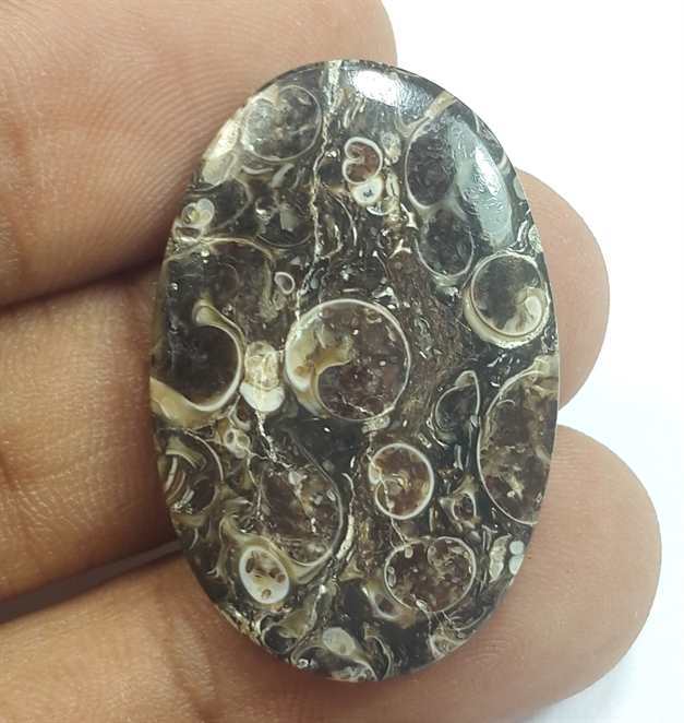 20.33 Carats Tutela Fossil 31.43 x 20.78 x 3.91 mm