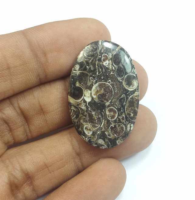 20.33 Carats Tutela Fossil 31.43 x 20.78 x 3.91 mm