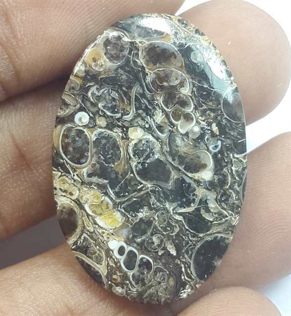23.26 Carats Tutela Fossil 31.56 x 21.20 x 3.89 mm