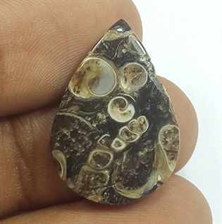 9.85 Carats Tutela Fossil 23.91 x 16.63 x 3.54 mm
