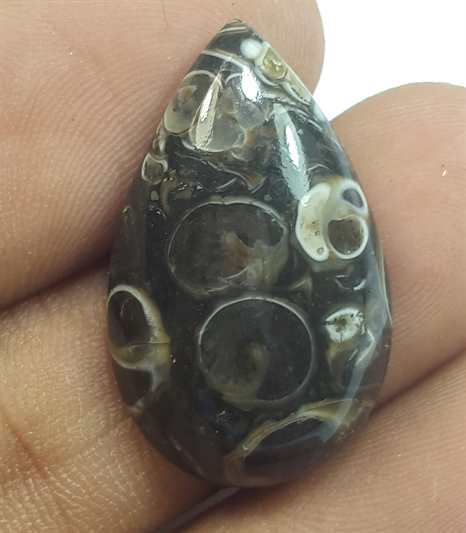 13.25 Carats Tutela Fossil 25.08 x 15.34 x 5.38 mm
