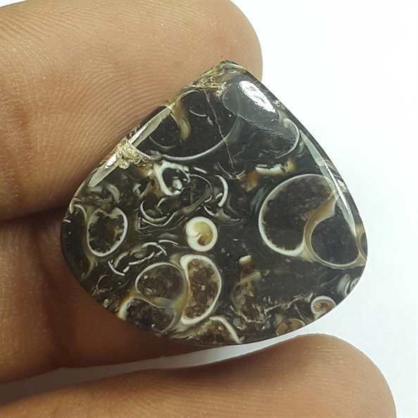 16.94 Carats Tutela Fossil 22.04 x 23.58 x 4.35 mm