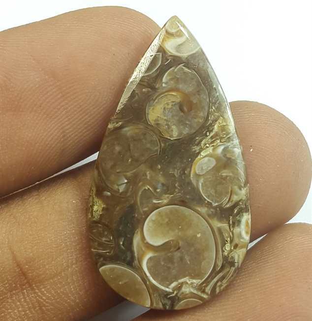 10.38 Carats Tutela Fossil 30.94 x 17.26 x 2.54 mm