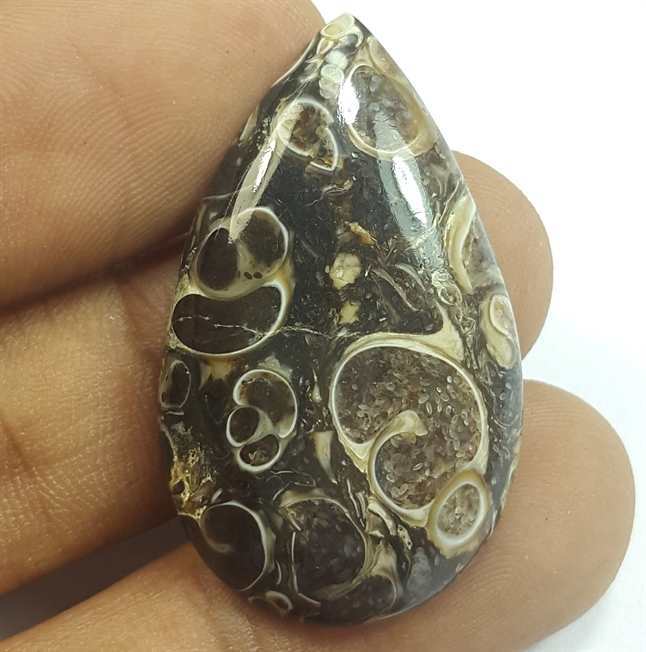 24.69 Carats Tutela Fossil 34.56 x 20.71 x 5.16 mm