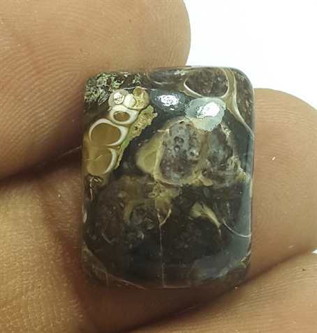 12.24 Carats Turritella Fossil 17.47 x 13.46 x 6.04 mm
