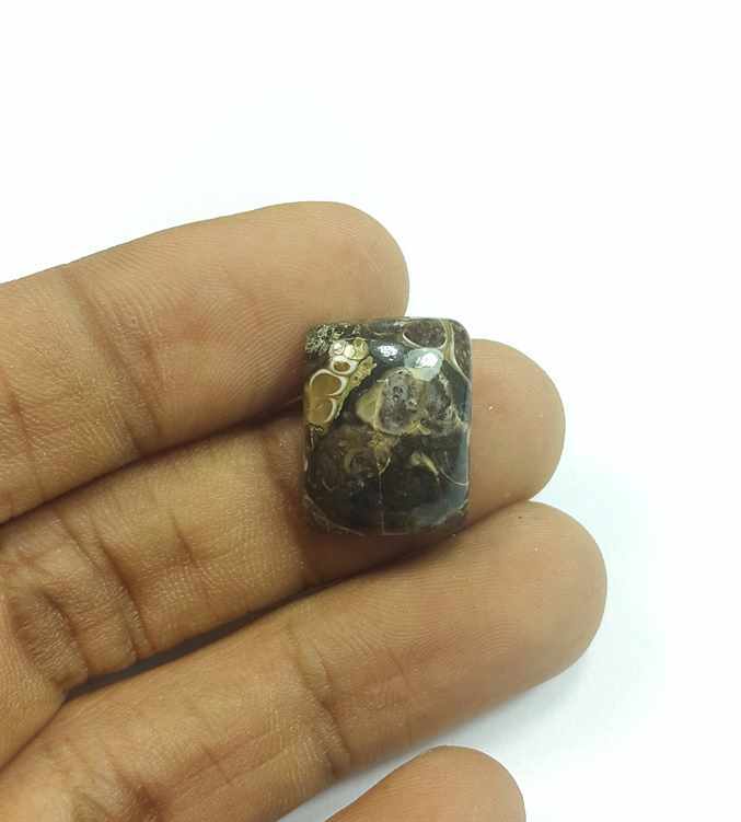 12.24 Carats Turritella Fossil 17.47 x 13.46 x 6.04 mm