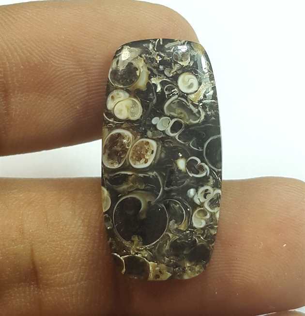 11.89 Carats Turritella Fossil 25.39 x 12.78 x 3.87 mm