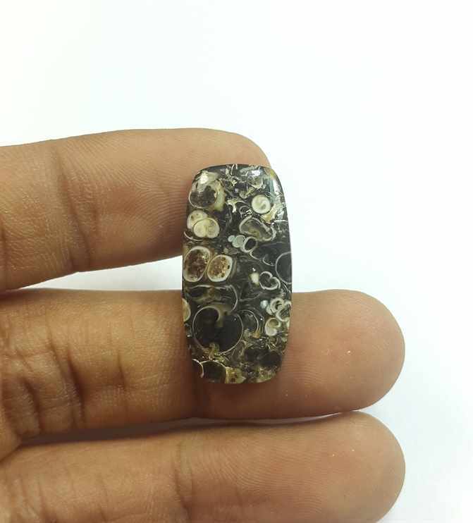 11.89 Carats Turritella Fossil 25.39 x 12.78 x 3.87 mm