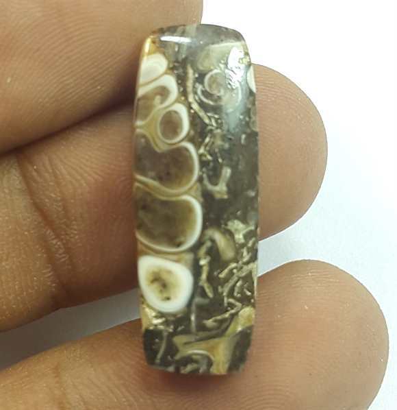9.03 Carats Turritella Fossil 27.46 x 9.92 x 3.58 mm