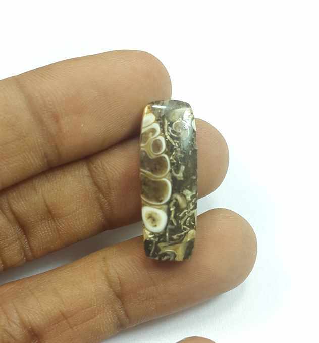 9.03 Carats Turritella Fossil 27.46 x 9.92 x 3.58 mm