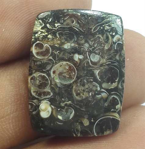 15.10 Carats Turritella Fossil 22.03 x 16.61 x 30.90 mm
