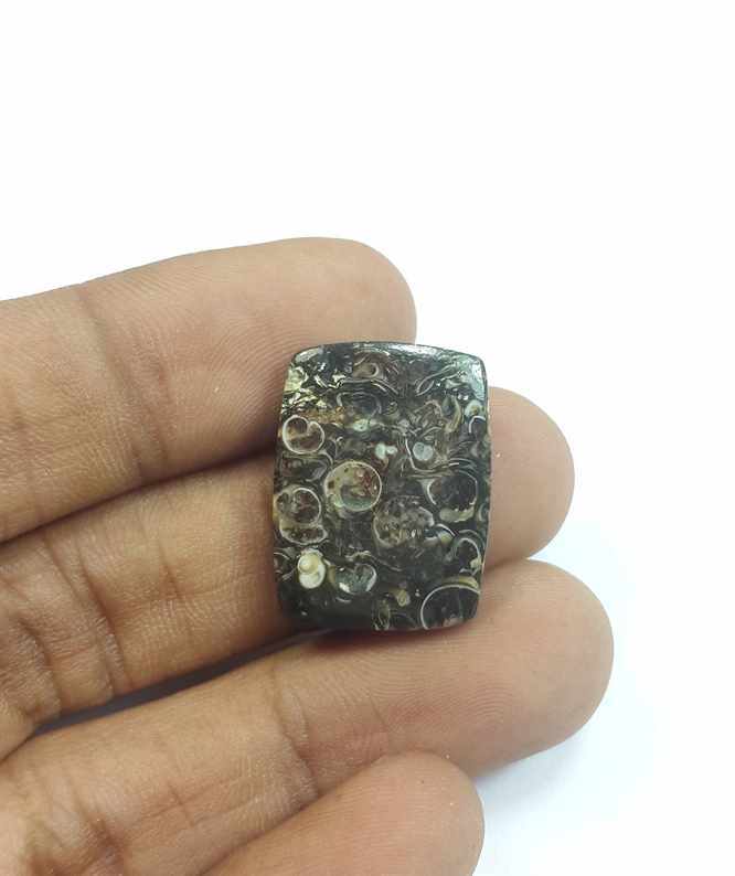 15.10 Carats Turritella Fossil 22.03 x 16.61 x 30.90 mm
