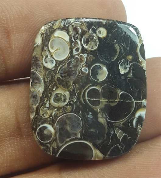 20.87 Carats Turritella Fossil 24.06 x 19.99 x 4.09 mm