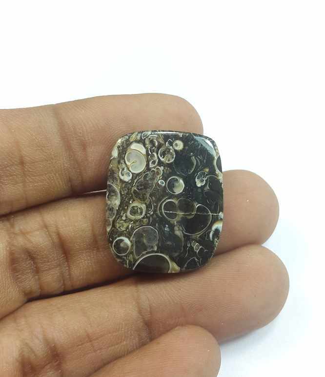 20.87 Carats Turritella Fossil 24.06 x 19.99 x 4.09 mm