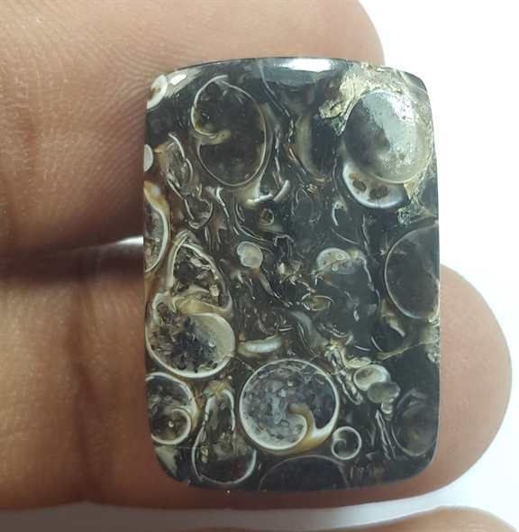 19.92 Carats Turritella Fossil 23.72 x 16.22 x 4.89 mm