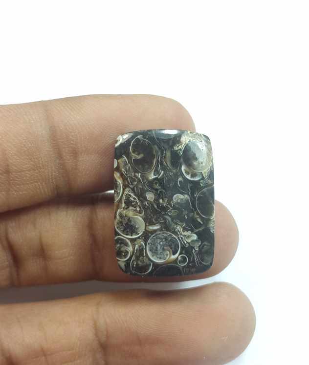 19.92 Carats Turritella Fossil 23.72 x 16.22 x 4.89 mm