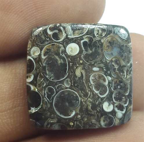 16.41 Carats Turritella Fossil 18.04 x 18.04 x 4.64 mm