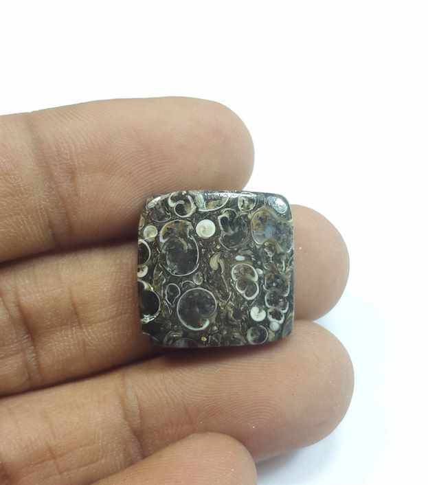 16.41 Carats Turritella Fossil 18.04 x 18.04 x 4.64 mm