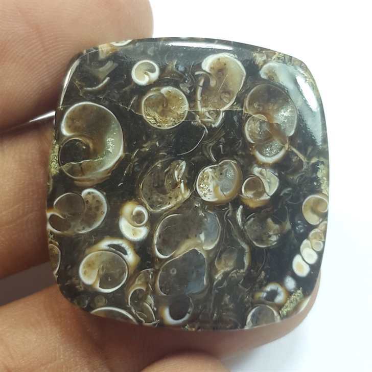 39.47 Carats Turritella Fossil 30.37 x 30.37 x 4.00 mm