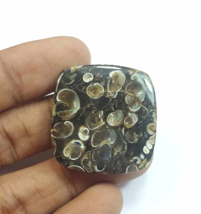 39.47 Carats Turritella Fossil 30.37 x 30.37 x 4.00 mm
