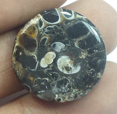 14.38 Carats Turritella Fossil 21.29 x 21.29 x 3.81 mm