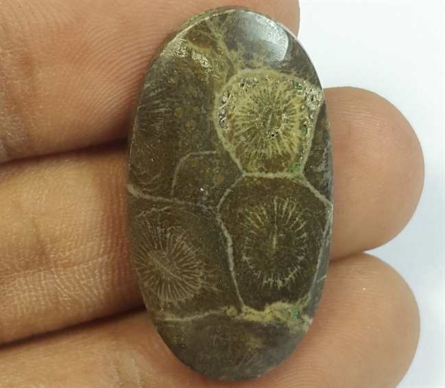 16.40 Carats Morocco Fossil Coral 31.40 x 17.14 x 3.93 mm