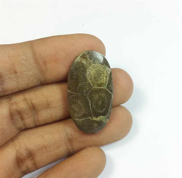 16.40 Carats Morocco Fossil Coral 31.40 x 17.14 x 3.93 mm
