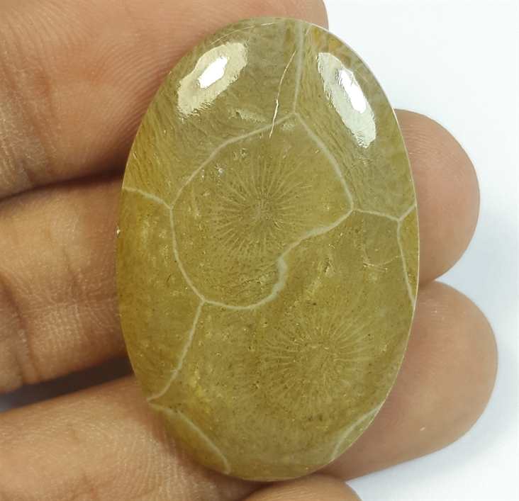 39.93 Carats Morocco Fossil Coral 37.25 x 23.96 x 5.39 mm