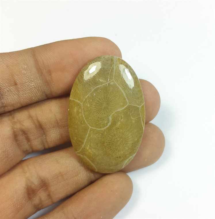 39.93 Carats Morocco Fossil Coral 37.25 x 23.96 x 5.39 mm
