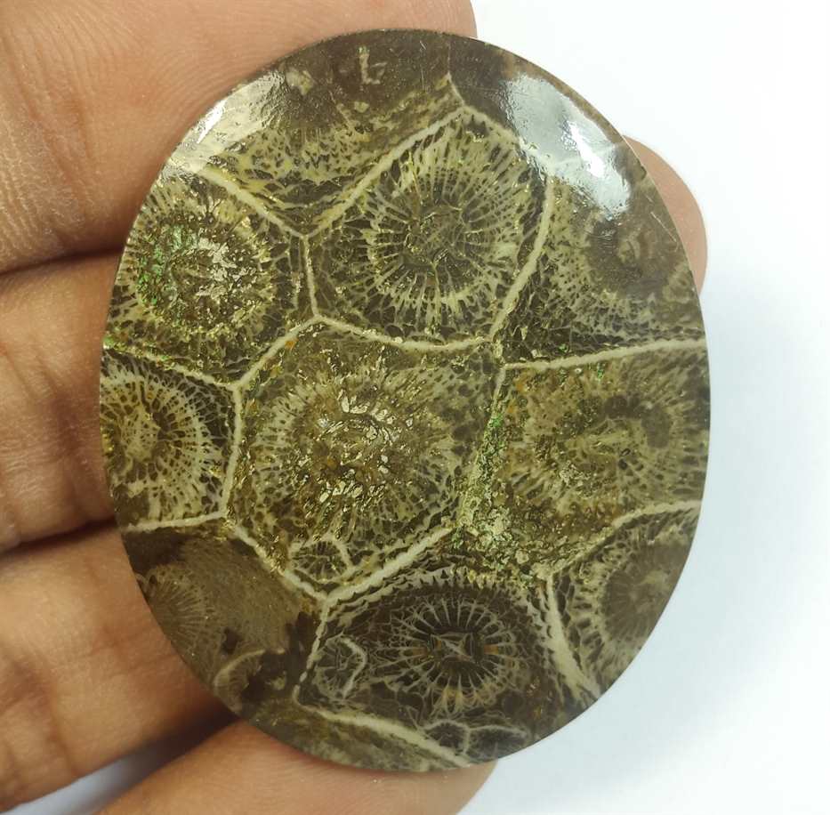 57.83 Carats Morocco Fossil Coral 43.97 x 35.98 x 4.69 mm