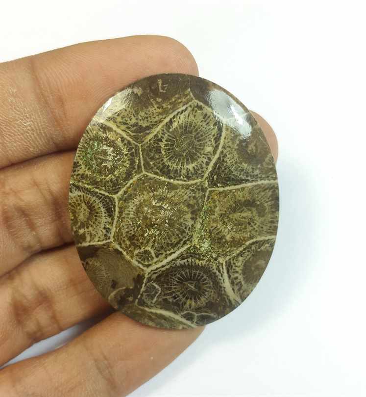 57.83 Carats Morocco Fossil Coral 43.97 x 35.98 x 4.69 mm