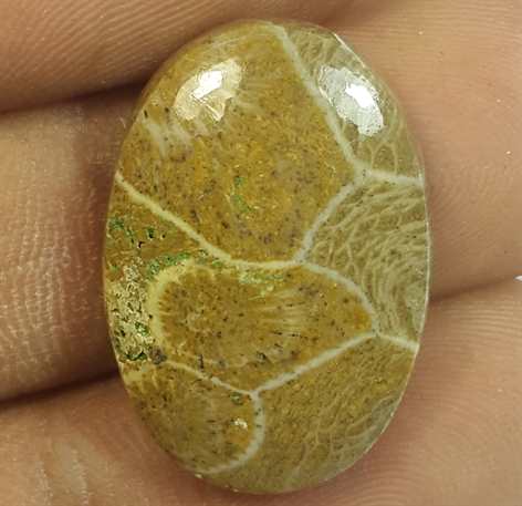12.82 Carats Morocco Fossil Coral 22.19 x 15.37 x 4.56 mm
