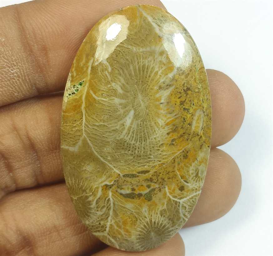 56.13 Carats Morocco Fossil Coral 44.10 x 26.75 x 5.72 mm